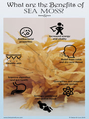 Ginger Sea Moss Gel